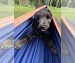 Puppy Lily Goldendoodle