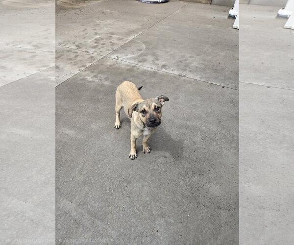 Medium Photo #1 Mutt Puppy For Sale in Maquoketa, IA, USA