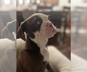 Bulldog Puppy for sale in POUNDING MILL, VA, USA