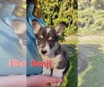 Puppy Benji Pembroke Welsh Corgi