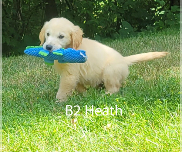 Medium Photo #7 Golden Retriever Puppy For Sale in MILFORD, MI, USA