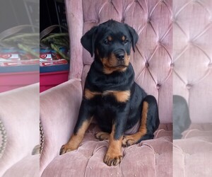 Rottweiler Puppy for sale in MARSHFIELD, WI, USA