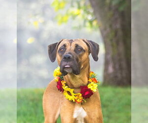 Selena - Female Boxer-Unknown Mix Dog for Adoption - Photo #5