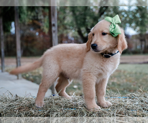Golden Retriever Puppy for sale in LIBERTY, KY, USA