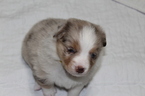 Small Photo #2 Miniature Australian Shepherd Puppy For Sale in HAMPTON, GA, USA