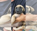Small Photo #31 Mastiff Puppy For Sale in PARIS, IL, USA