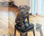 Puppy Puppy 2 Cane Corso