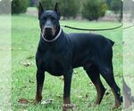 Small Photo #1 Doberman Pinscher Puppy For Sale in MARYSVILLE, IN, USA
