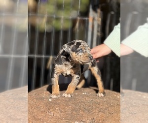Medium Catahoula Leopard Dog