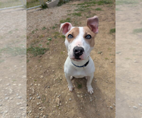 Medium Photo #2 Jack Russell Terrier-Unknown Mix Puppy For Sale in Calhoun, GA, USA