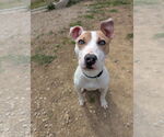 Small #1 Jack Russell Terrier Mix