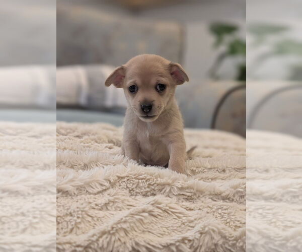 Medium Photo #1 Chiweenie Puppy For Sale in Raleigh, NC, USA