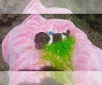 Small Photo #3 Dachshund Puppy For Sale in SEGUIN, TX, USA