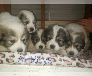 Great Pyrenees Puppy for sale in CHATHAM, VA, USA