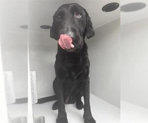 Labrador Retriever Dogs for adoption in Houston, TX, USA