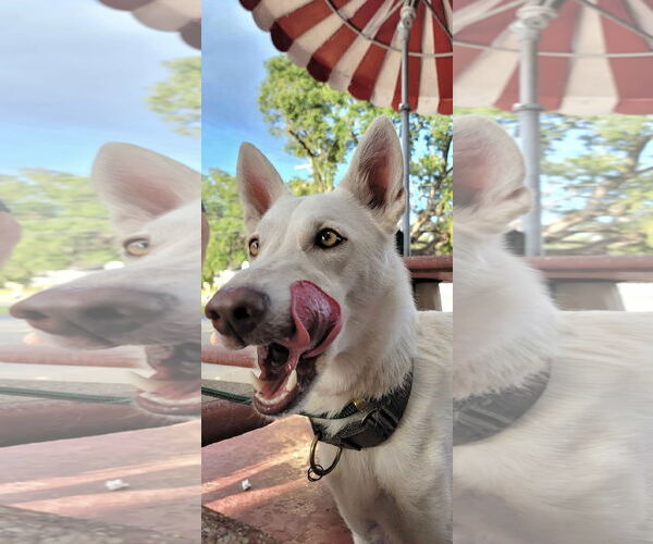 Medium Photo #1 German Shepherd Dog-Siberian Husky Mix Puppy For Sale in Valrico, FL, USA