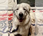 Small Photo #3 Great Pyrenees-Unknown Mix Puppy For Sale in Princeton, MN, USA