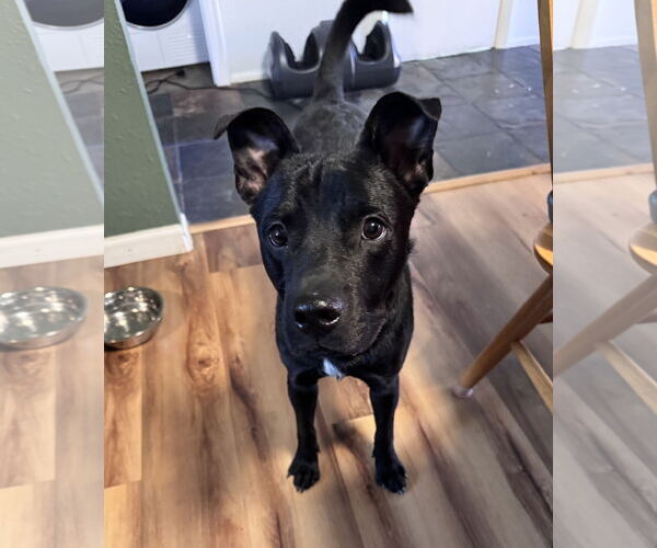 Medium Photo #4 Labrador Retriever-Unknown Mix Puppy For Sale in Aurora, CO, USA