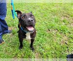 Small American Pit Bull Terrier Mix