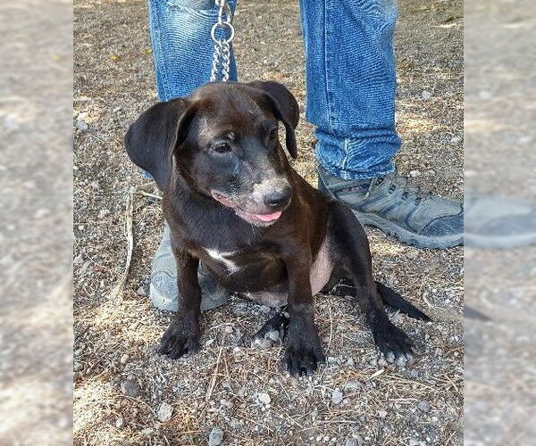 Medium Photo #2 Labrador Retriever-Unknown Mix Puppy For Sale in Golden Valley, AZ, USA