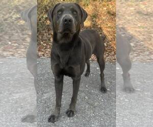 Labrador Retriever-Unknown Mix Dogs for adoption in Clarkesville, GA, USA