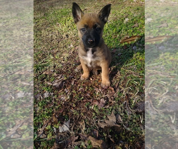 Medium Photo #1 German Shepherd Dog-Malinois Mix Puppy For Sale in IRON CITY, TN, USA
