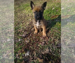German Shepherd Dog-Malinois Mix Puppy for Sale in IRON CITY, Tennessee USA