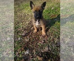 Small Photo #1 German Shepherd Dog-Malinois Mix Puppy For Sale in IRON CITY, TN, USA