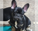Small Photo #1 French Bulldog Puppy For Sale in AFTON, WY, USA