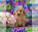 Small Photo #3 Goldendoodle (Miniature) Puppy For Sale in RISING SUN, MD, USA