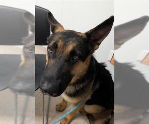 German Shepherd Dog Dogs for adoption in Bakersfield, CA, USA