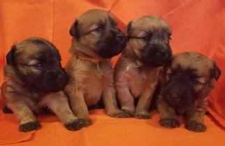 Soft Coated Wheaten Terrier Puppy for sale in TRAVERSE CITY, MI, USA