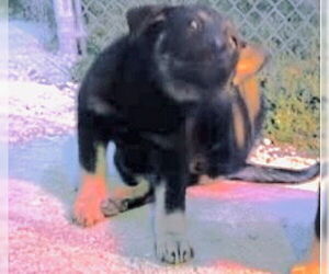 German Shepherd Dog Dogs for adoption in Houston, TX, USA