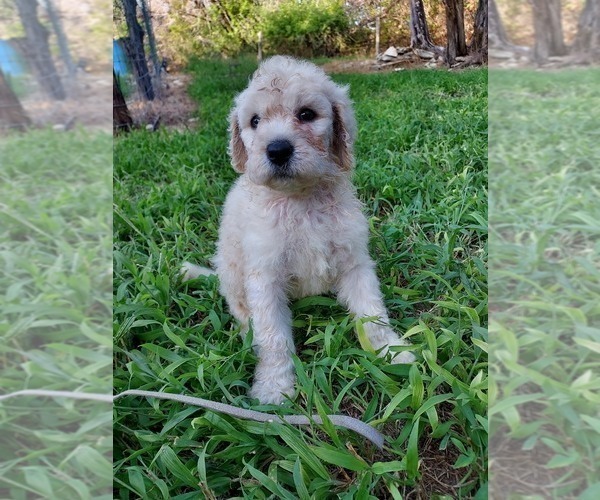 Medium Photo #9 Bordoodle Puppy For Sale in COPPERAS COVE, TX, USA