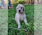 Small Photo #59 Bordoodle Puppy For Sale in COPPERAS COVE, TX, USA