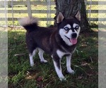 Small Photo #2 Alaskan Klee Kai Puppy For Sale in WILLIAMSBURG, OH, USA