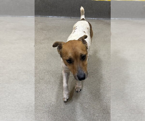 Medium Photo #2 Jack Russell Terrier-Unknown Mix Puppy For Sale in Greenbelt, MD, USA