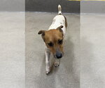 Small #1 Jack Russell Terrier Mix
