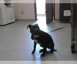 American Pit Bull Terrier Dogs for adoption in Fayetteville, NC, USA