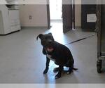 Small American Pit Bull Terrier