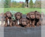 Small Photo #2 Labrador Retriever-Poodle (Toy) Mix Puppy For Sale in MYERSTOWN, PA, USA