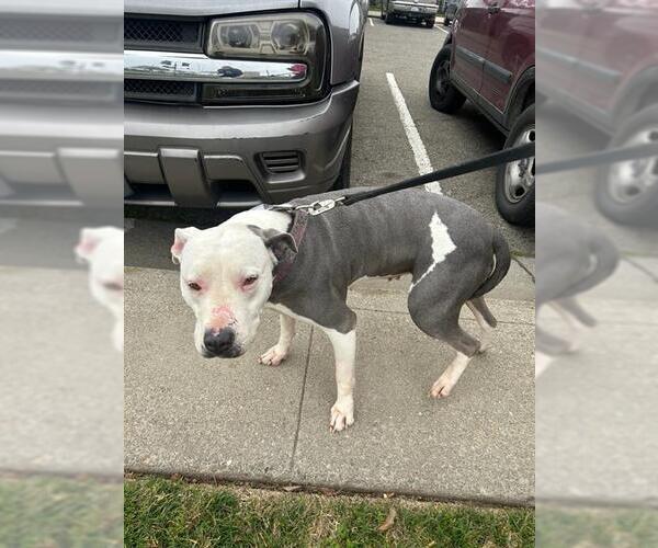 Medium Photo #1 Mutt Puppy For Sale in Stockton, CA, USA