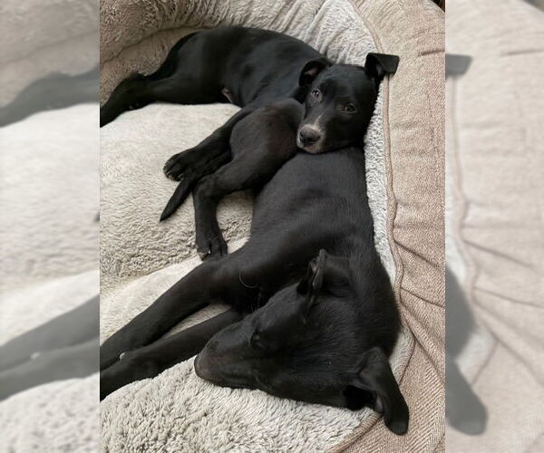 Medium Photo #8 Labrador Retriever-Unknown Mix Puppy For Sale in Sandy, UT, USA