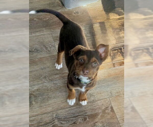 Medium Photo #1 Jack Russell Terrier-Unknown Mix Puppy For Sale in St. Louis Park, MN, USA