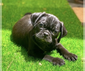 Pug Puppy for sale in HUTTO, TX, USA