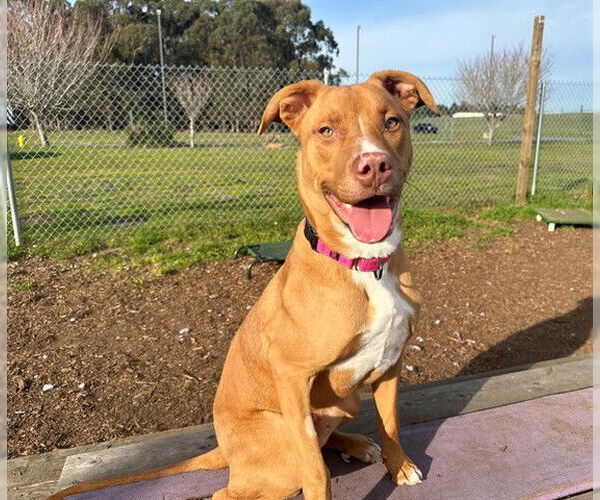Medium Photo #2 Labrador Retriever-Unknown Mix Puppy For Sale in McKinleyville, CA, USA