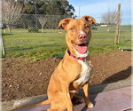 Small Photo #2 Labrador Retriever-Unknown Mix Puppy For Sale in McKinleyville, CA, USA