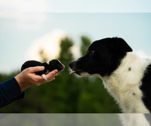 Border Collie Litter for sale in FLORENCE, SC, USA