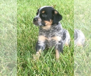 Australian Cattle Dog-Labradoodle Mix Puppy for sale in UNION MILLS, NC, USA