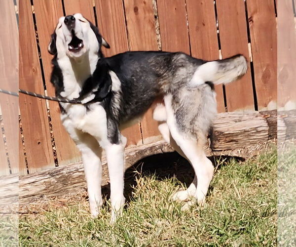 Medium Photo #2 Siberian Husky-Unknown Mix Puppy For Sale in Wetumpka, AL, USA